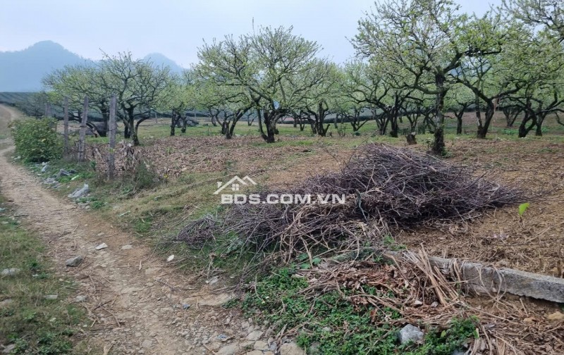  7.000M² ĐẤT ĐẸP MỘC CHÂU – LÝ TƯỞNG LÀM FARMSTAY, HOMESTAY NGHỈ DƯỠNG 